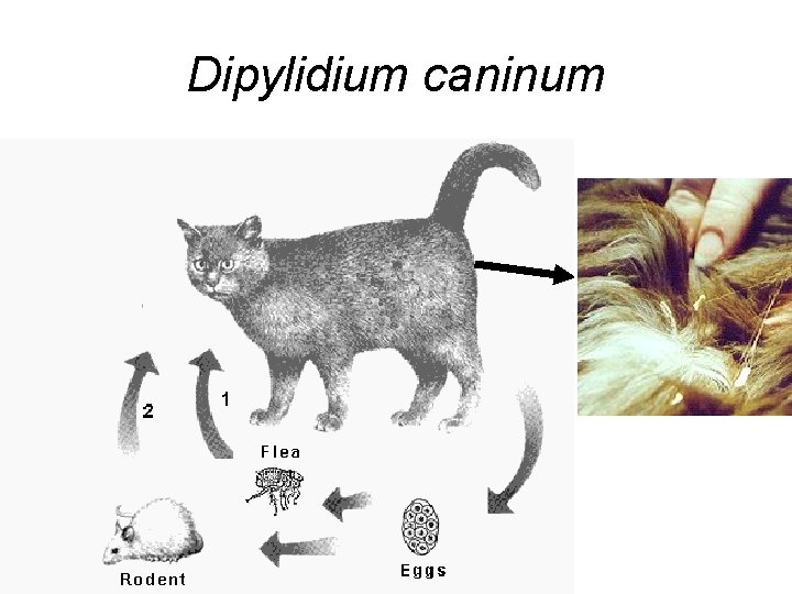 Dipylidium caninum 