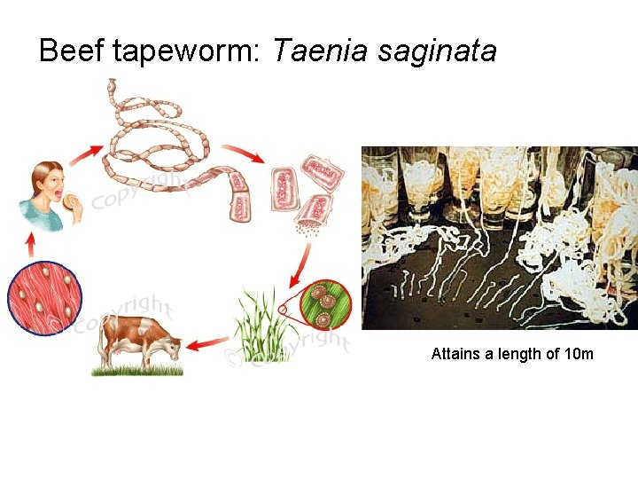 Beef tapeworm: Taenia saginata Attains a length of 10 m 