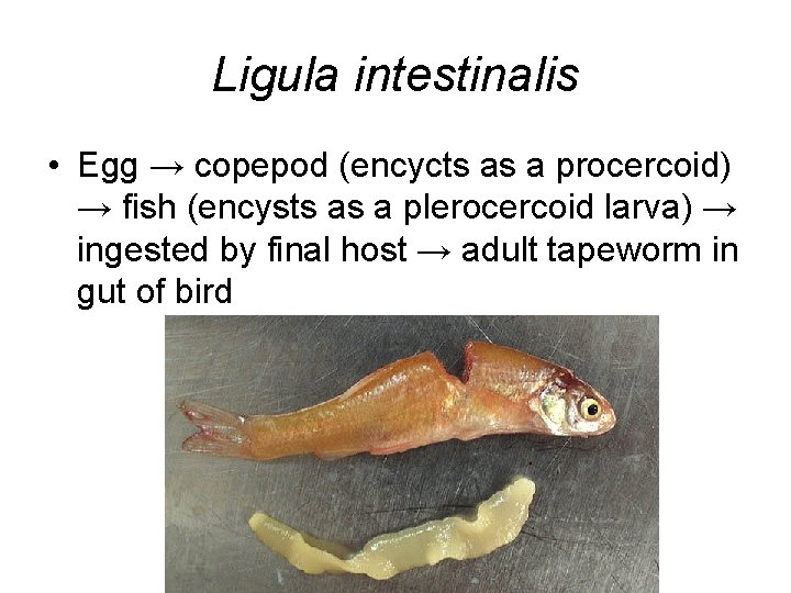 Ligula intestinalis • Egg → copepod (encycts as a procercoid) → fish (encysts as