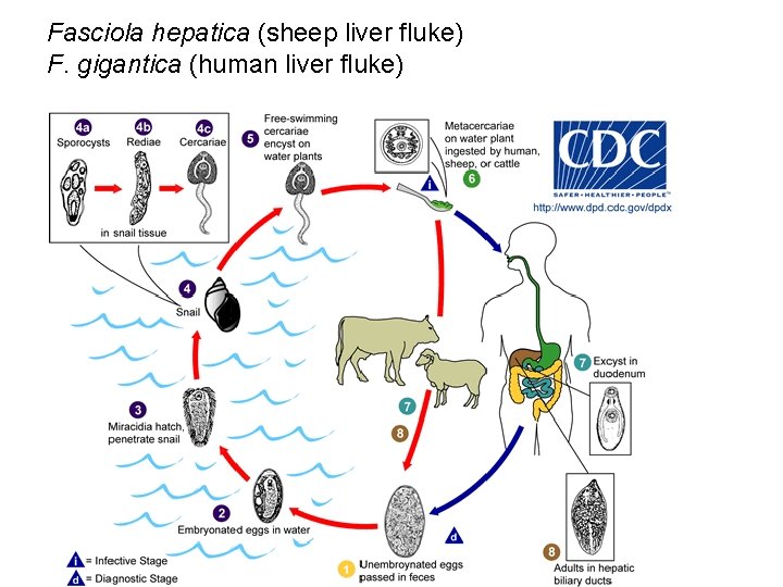 Fasciola hepatica (sheep liver fluke) F. gigantica (human liver fluke) 