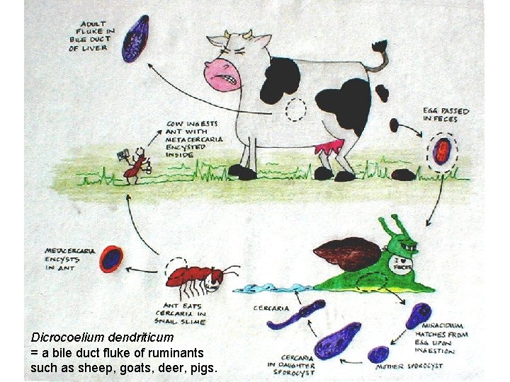 Dicrocoelium dendriticum = a bile duct fluke of ruminants such as sheep, goats, deer,