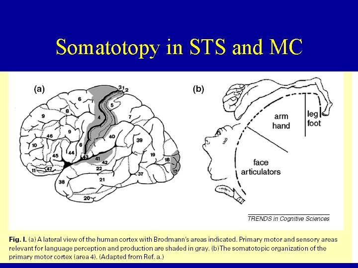 Somatotopy in STS and MC 