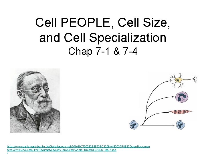 Cell PEOPLE, Cell Size, and Cell Specialization Chap 7 -1 & 7 -4 http: