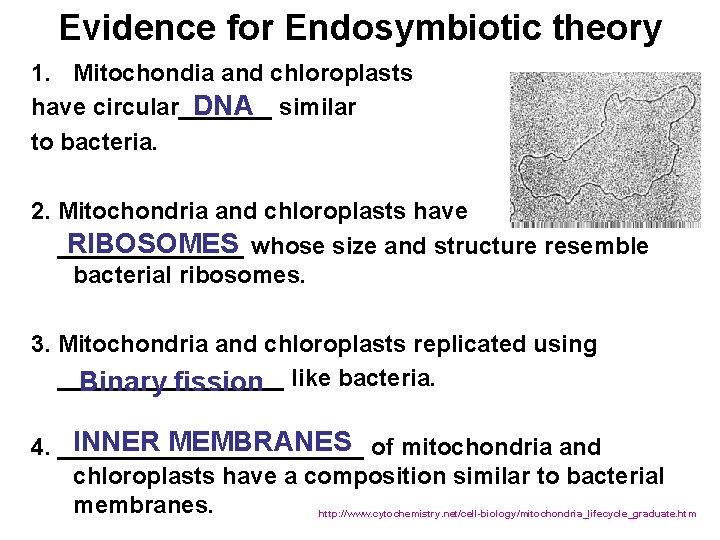 Evidence for Endosymbiotic theory 1. Mitochondia and chloroplasts DNA similar have circular_______ to bacteria.