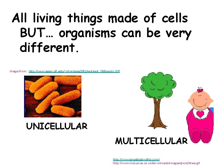 All living things made of cells BUT… organisms can be very different. Image from: