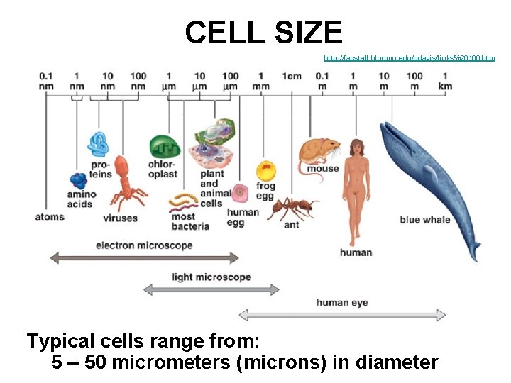 CELL SIZE http: //facstaff. bloomu. edu/gdavis/links%20100. htm Typical cells range from: 5 – 50