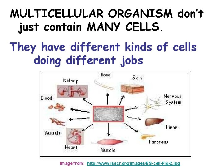 MULTICELLULAR ORGANISM don’t just contain MANY CELLS. They have different kinds of cells doing