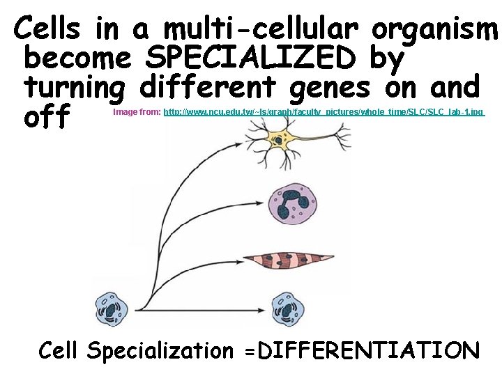 Cells in a multi-cellular organism become SPECIALIZED by turning different genes on and off