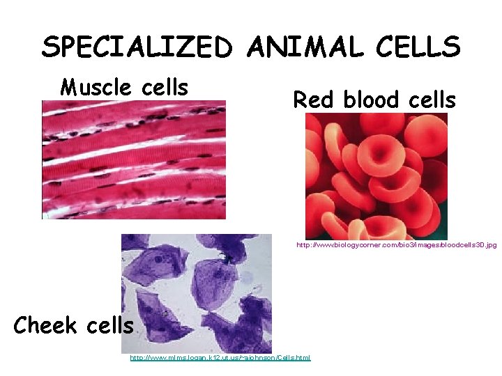 SPECIALIZED ANIMAL CELLS Muscle cells Red blood cells http: //www. biologycorner. com/bio 3/images/bloodcells 3