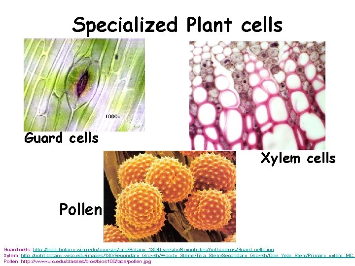Specialized Plant cells Guard cells Xylem cells Pollen Guard cells: http: //botit. botany. wisc.