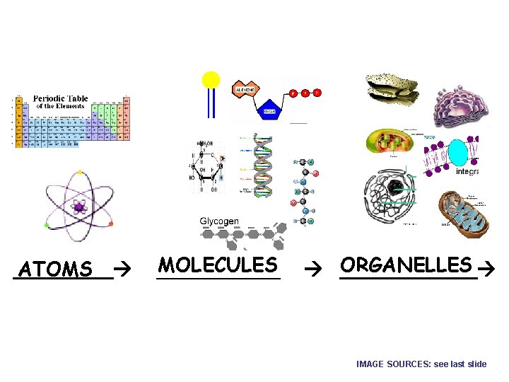 ____ ATOMS MOLECULES _____ ORGANELLES ______ IMAGE SOURCES: see last slide 