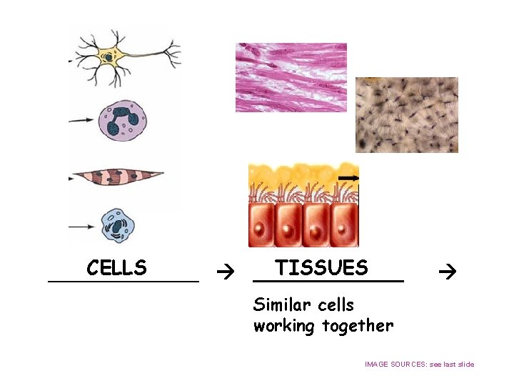 CELLS TISSUES ____________ Similar cells working together IMAGE SOURCES: see last slide 