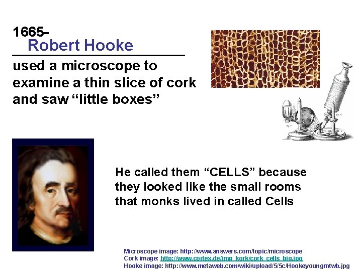 1665 Robert Hooke ___________ used a microscope to examine a thin slice of cork