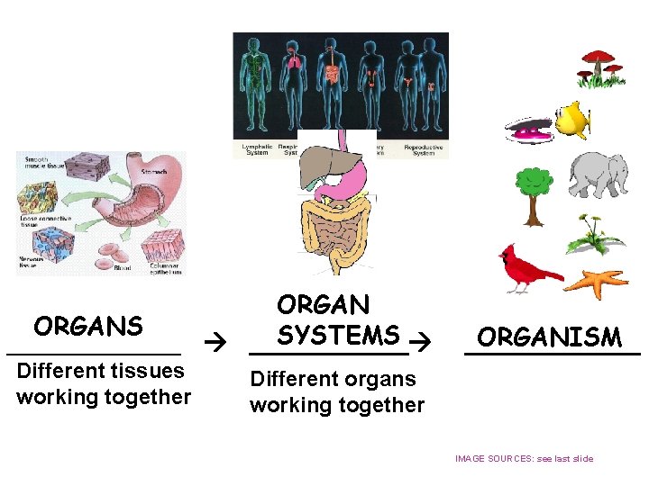 ORGANS SYSTEMS ______ Different tissues working together ORGANISM ______ Different organs working together IMAGE