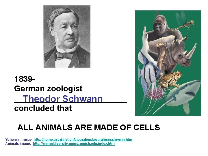 1839 German zoologist _____________ Theodor Schwann concluded that ALL ANIMALS ARE MADE OF CELLS