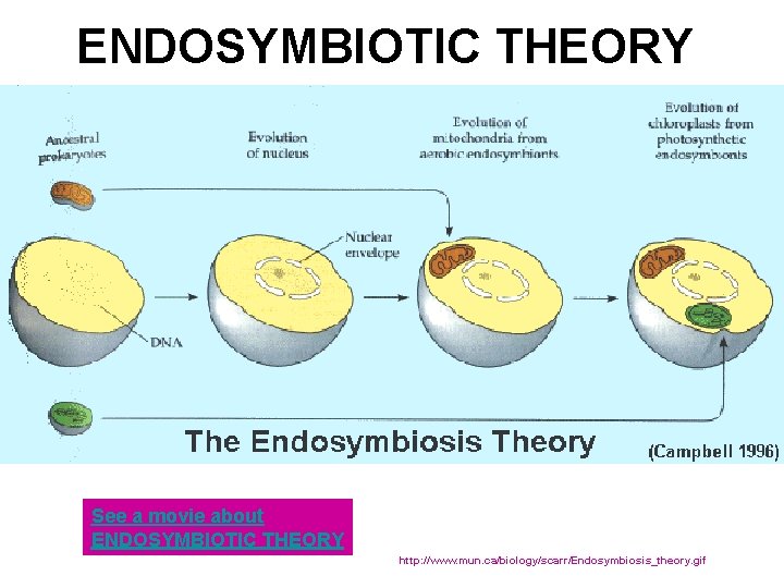 ENDOSYMBIOTIC THEORY See a movie about ENDOSYMBIOTIC THEORY http: //www. mun. ca/biology/scarr/Endosymbiosis_theory. gif 