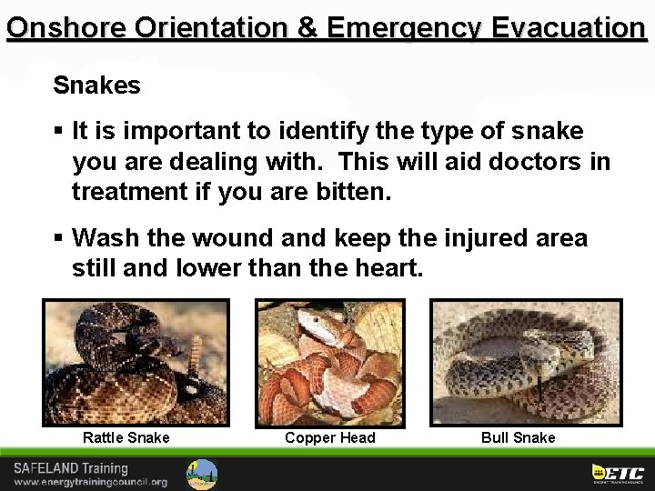Onshore Orientation & Emergency Evacuation Snakes § It is important to identify the type