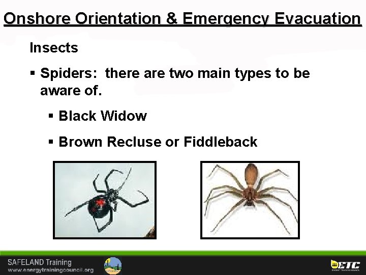 Onshore Orientation & Emergency Evacuation Insects § Spiders: there are two main types to