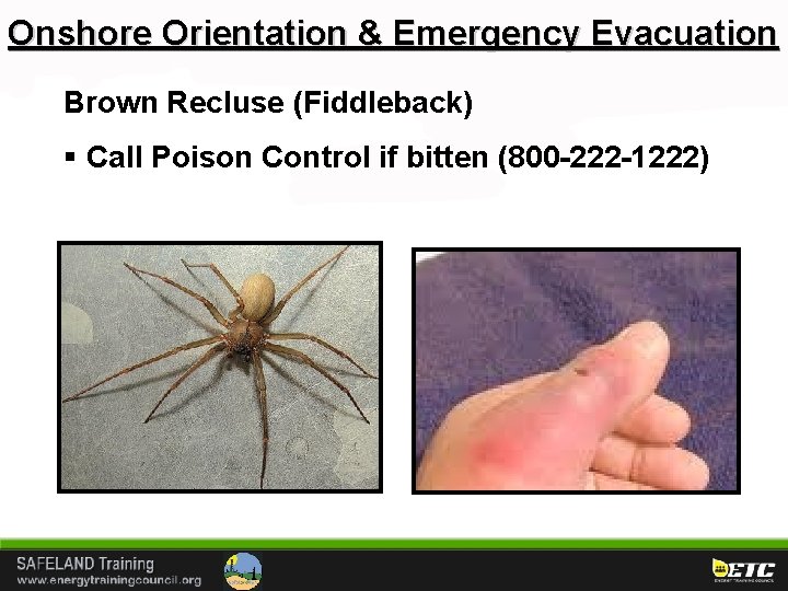 Onshore Orientation & Emergency Evacuation Brown Recluse (Fiddleback) § Call Poison Control if bitten