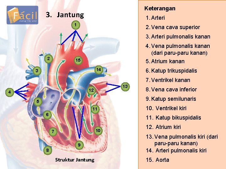 Keterangan 3. Jantung 1. Arteri 1 2. Vena cava superior 3. Arteri pulmonalis kanan