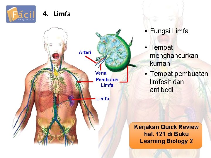 4. Limfa • Fungsi Limfa Arteri Vena Pembuluh Limfa • Tempat menghancurkan kuman •