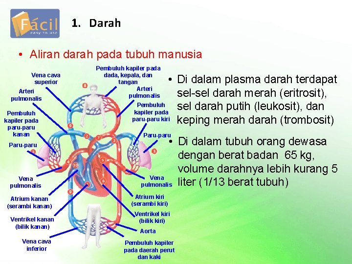 1. Darah • Aliran darah pada tubuh manusia Vena cava superior Arteri pulmonalis Pembuluh