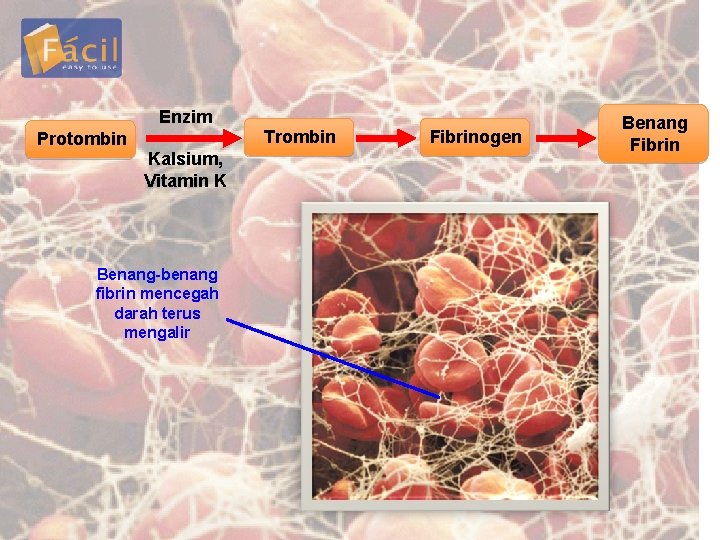 Enzim Protombin Kalsium, Vitamin K Benang-benang fibrin mencegah darah terus mengalir Trombin Fibrinogen Benang