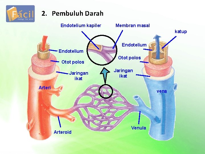 2. Pembuluh Darah Endotelium kapiler Membran masal katup Endotelium Otot polos Jaringan ikat Arteri