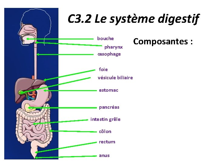 C 3. 2 Le système digestif bouche pharynx œsophage foie vésicule biliaire estomac pancréas