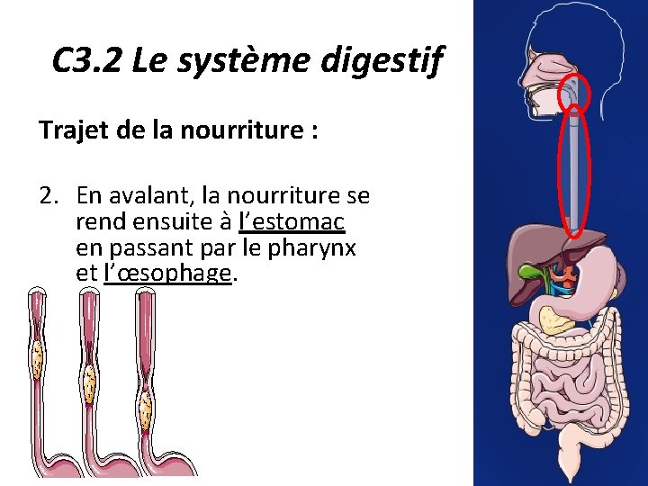 C 3. 2 Le système digestif Trajet de la nourriture : 2. En avalant,