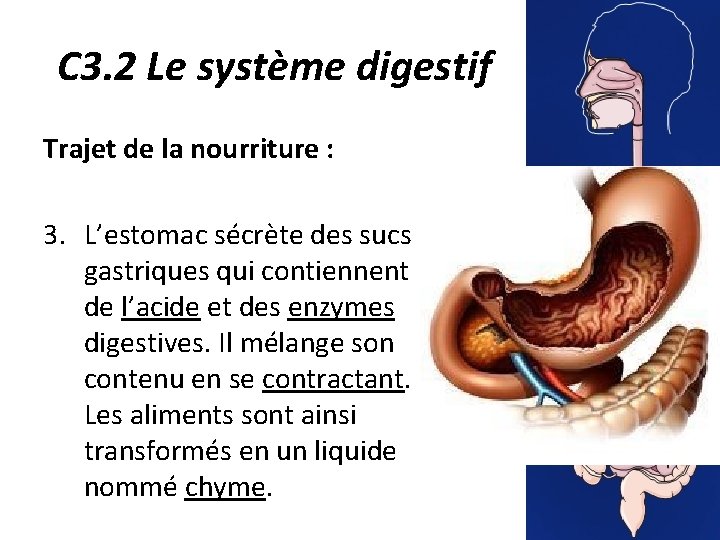 C 3. 2 Le système digestif Trajet de la nourriture : 3. L’estomac sécrète