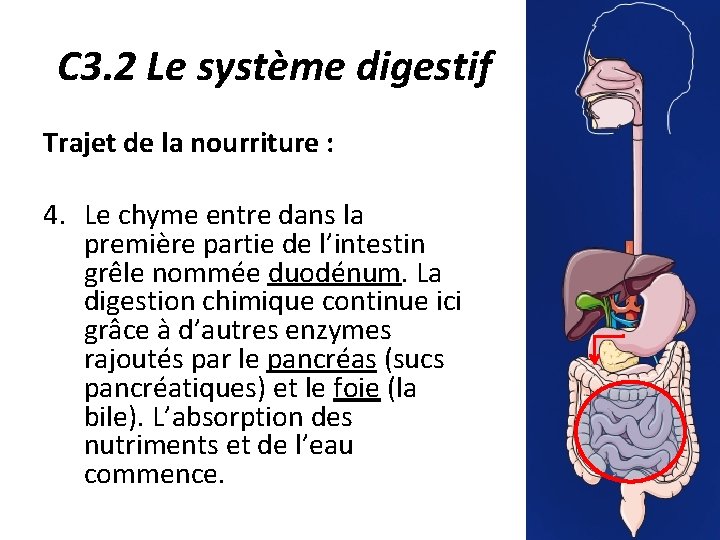 C 3. 2 Le système digestif Trajet de la nourriture : 4. Le chyme