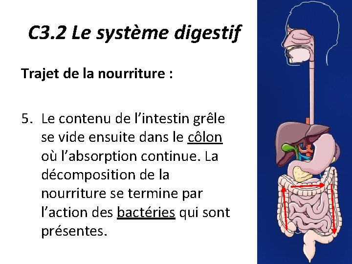 C 3. 2 Le système digestif Trajet de la nourriture : 5. Le contenu