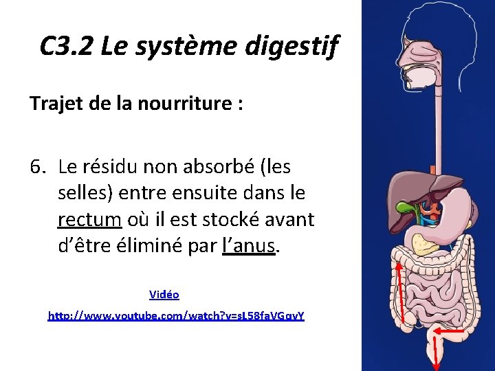 C 3. 2 Le système digestif Trajet de la nourriture : 6. Le résidu