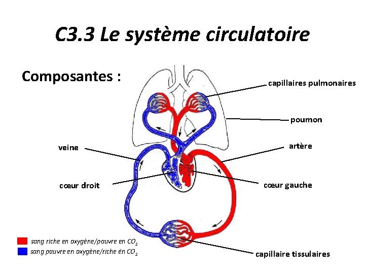 C 3. 3 Le système circulatoire Composantes : capillaires pulmonaires poumon veine cœur droit