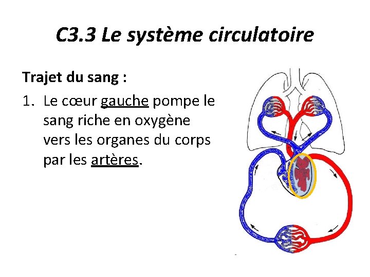 C 3. 3 Le système circulatoire Trajet du sang : 1. Le cœur gauche