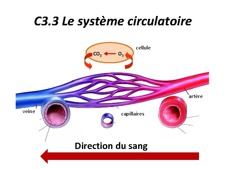 C 3. 3 Le système circulatoire cellule Trajet du sang : O CO 2.