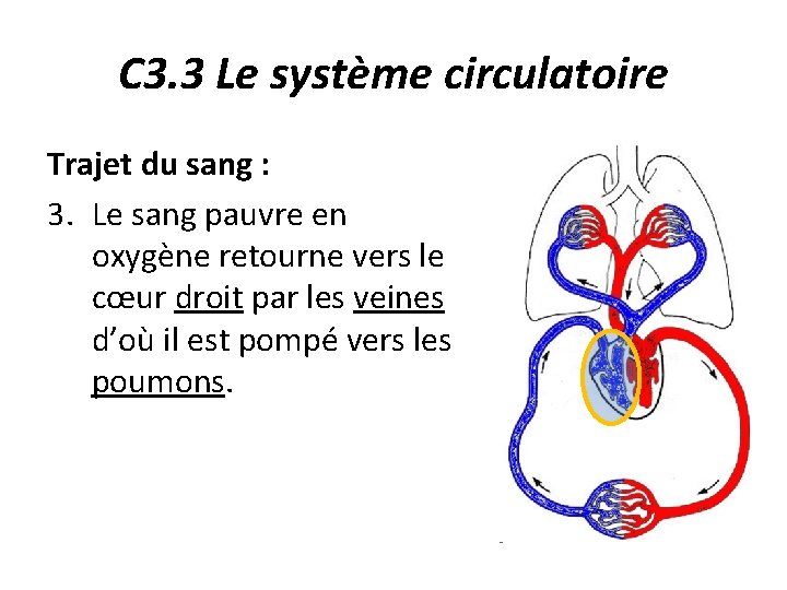 C 3. 3 Le système circulatoire Trajet du sang : 3. Le sang pauvre