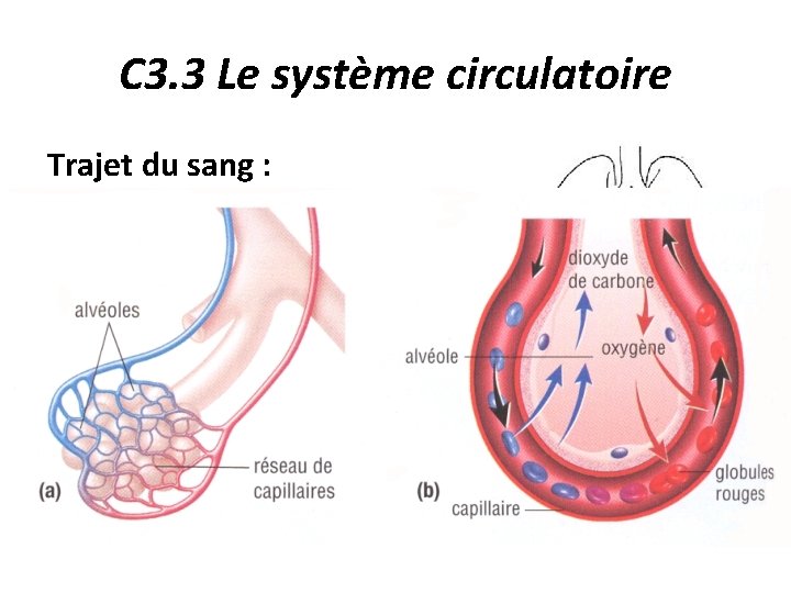 C 3. 3 Le système circulatoire Trajet du sang : 4. Le sang se