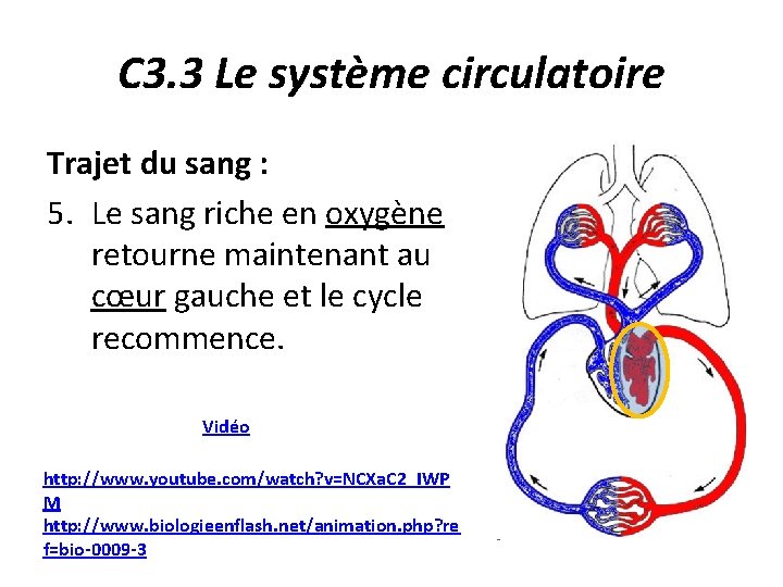 C 3. 3 Le système circulatoire Trajet du sang : 5. Le sang riche