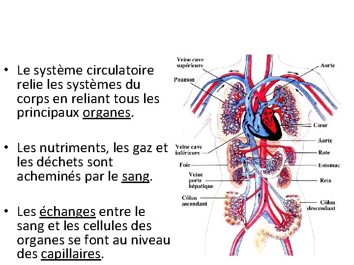  • Le système circulatoire relie les systèmes du corps en reliant tous les