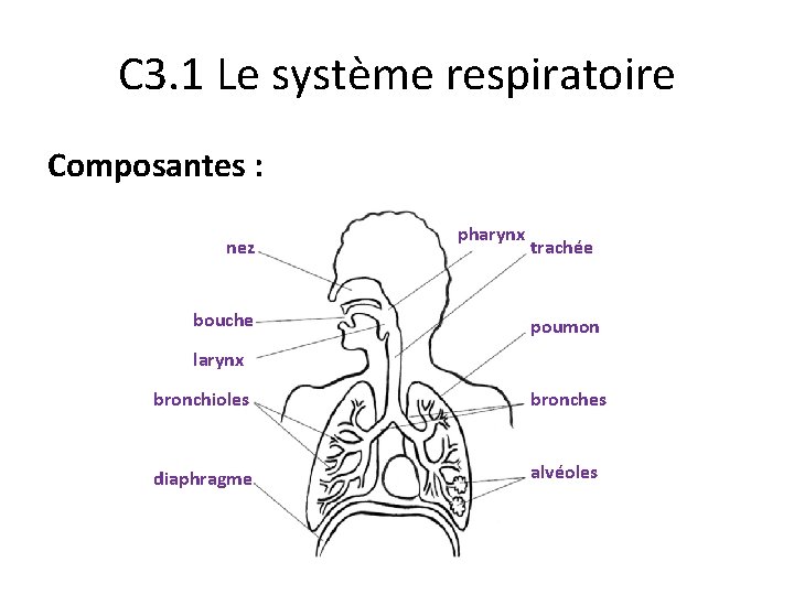 C 3. 1 Le système respiratoire Composantes : nez bouche pharynx trachée poumon larynx