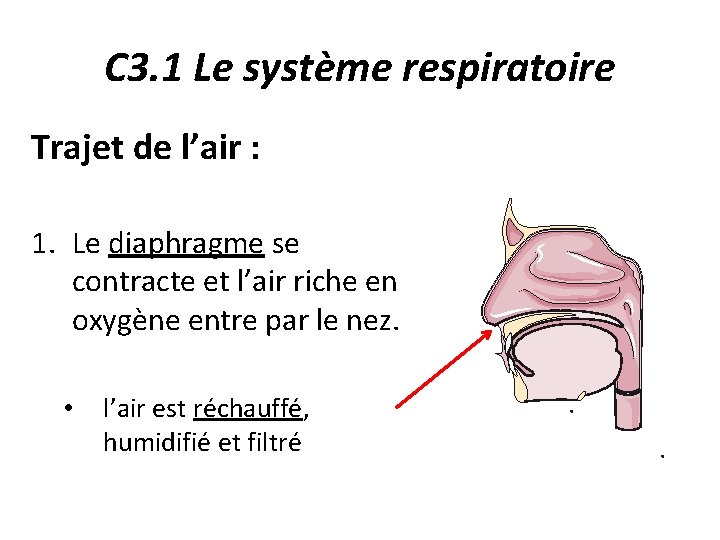 C 3. 1 Le système respiratoire Trajet de l’air : 1. Le diaphragme se