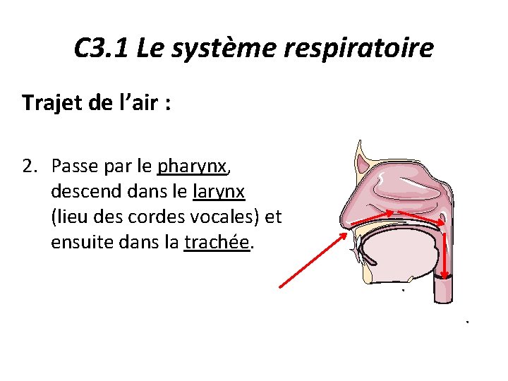 C 3. 1 Le système respiratoire Trajet de l’air : 2. Passe par le