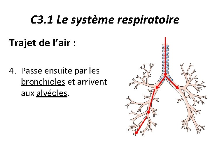 C 3. 1 Le système respiratoire Trajet de l’air : 4. Passe ensuite par