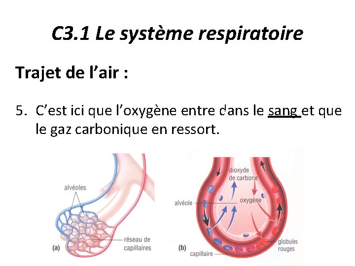 C 3. 1 Le système respiratoire Trajet de l’air : 5. C’est ici que