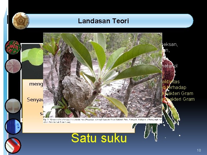 Landasan Teori • Ekstrak heksan, diklormetan, • etil asetat, • ekstrak metanol mengandung Landasan Teori • Ekstrak heksan, diklormetan, • etil asetat, • ekstrak metanol mengandung