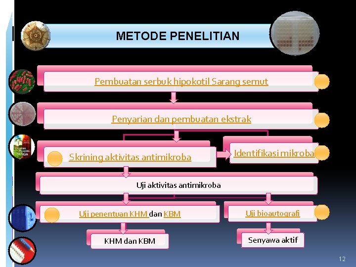  METODE PENELITIAN Pembuatan serbuk hipokotil Sarang semut Penyarian dan pembuatan ekstrak Skrining aktivitas