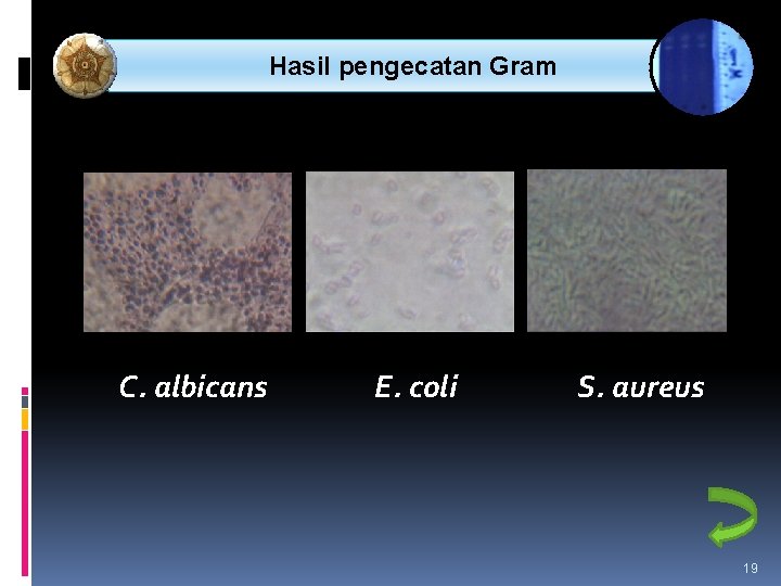 METODE PENELITIAN Hasil pengecatan Gram C. albicans E. coli S. aureus 19 