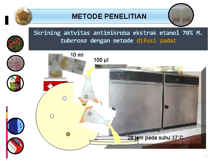  METODE PENELITIAN Skrining aktvitas antimikroba ekstrak etanol 70% M. tuberosa dengan metode difusi